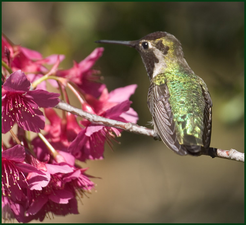 Hummingbird_taiwan_cherry