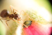 Ant_and_aphid_C7496