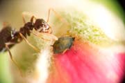 Ant_and_aphid_C7542